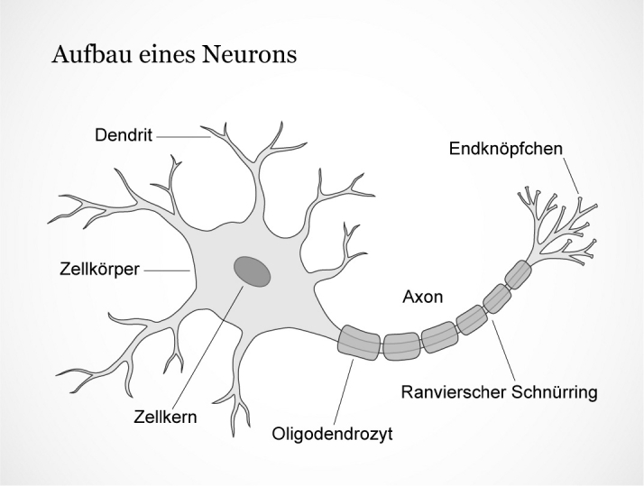 Neuron Skizze
